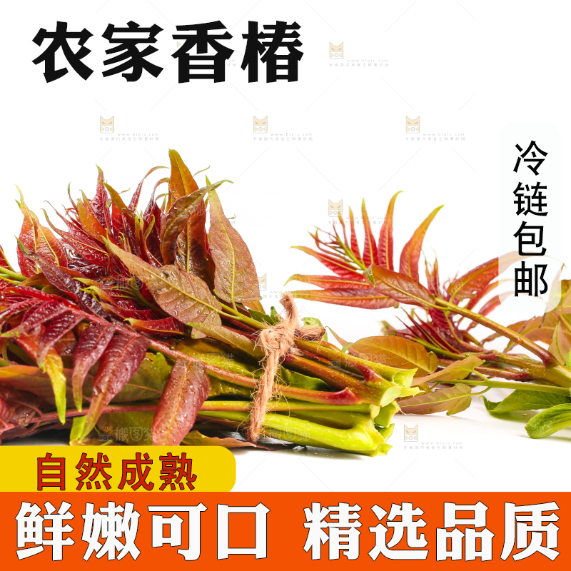白底上摆放着香椿芽