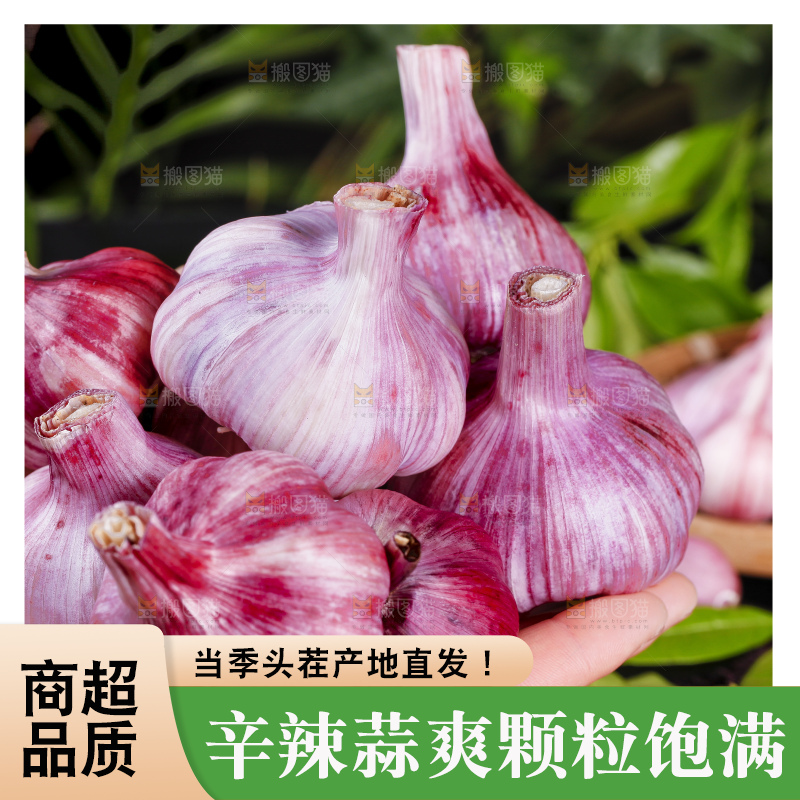 手里捧着一把紫皮多瓣蒜