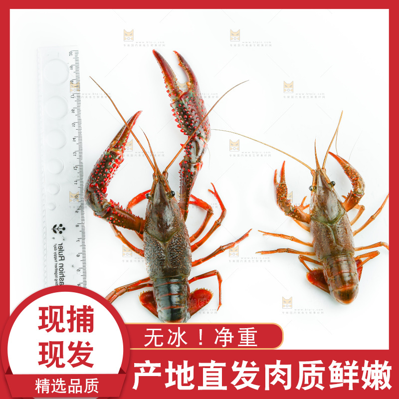 白底上的小龙虾