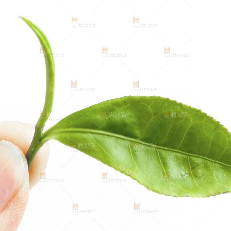 白底上的茶叶