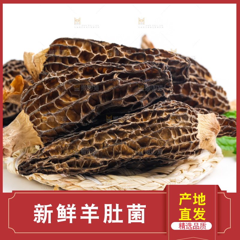 浅底上的云南羊肚菌