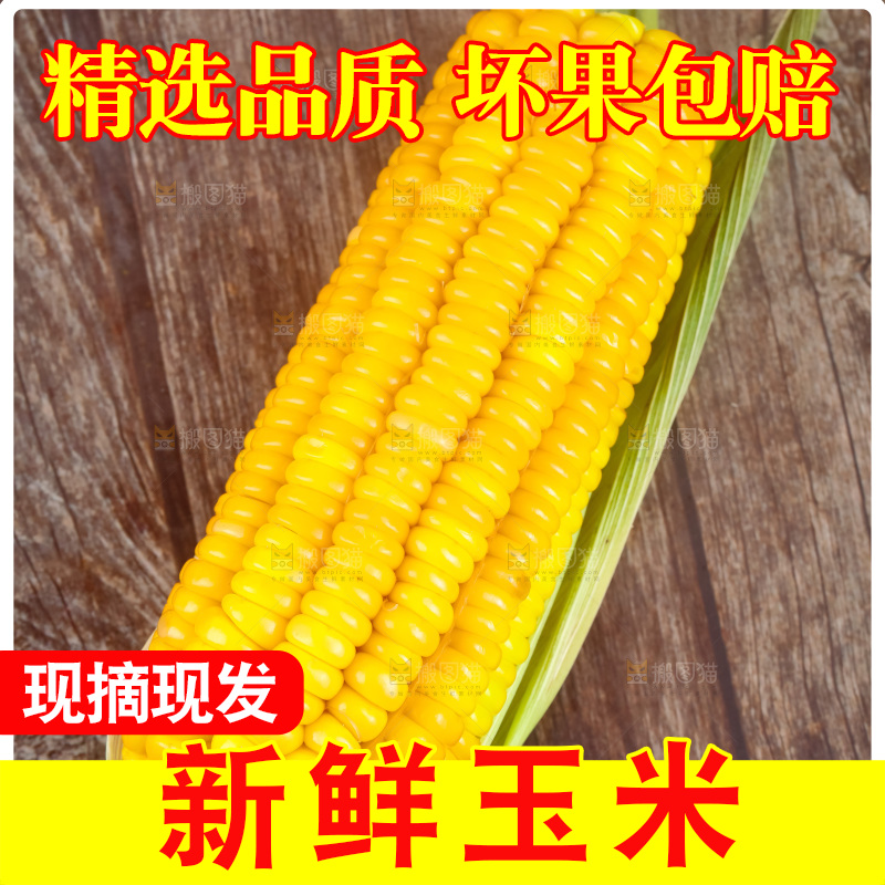 深底上的东北玉米