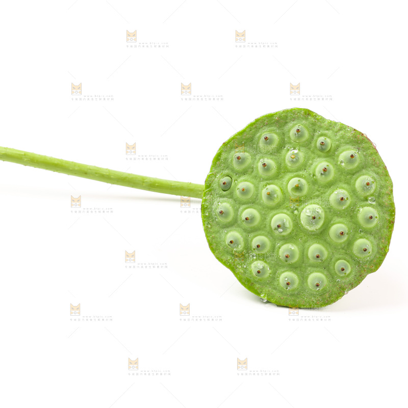 白底上的莲蓬