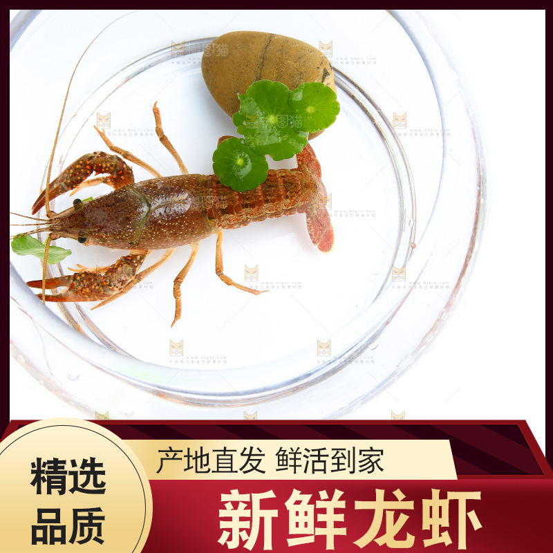 白底上的水缸里放着一只龙虾