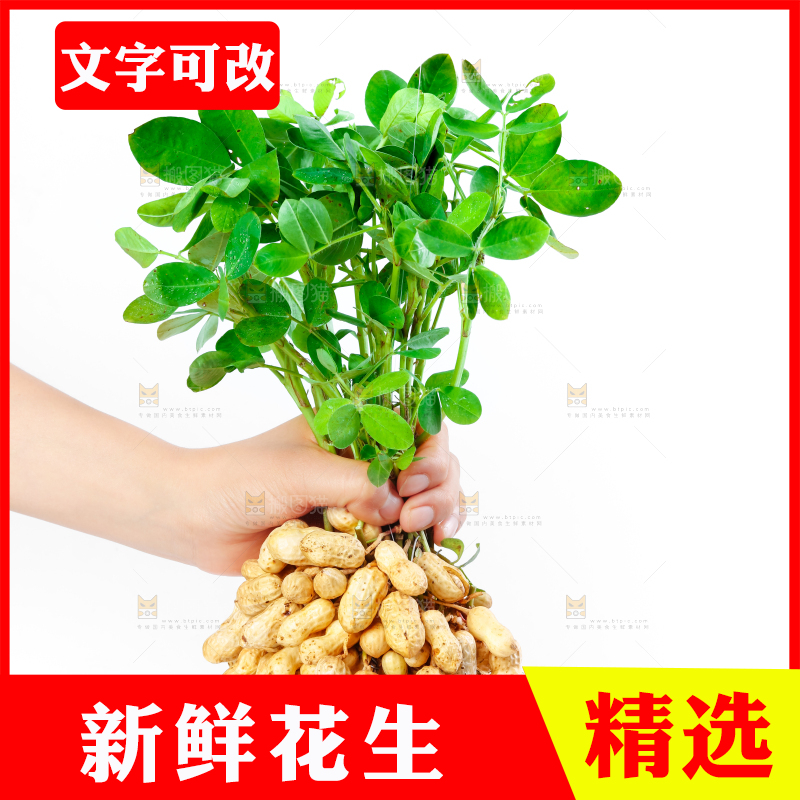 白底上手里拿着新鲜带壳花生