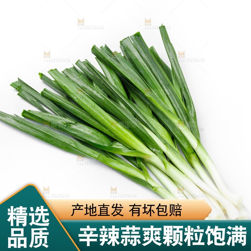 白底上的新鲜蒜苗