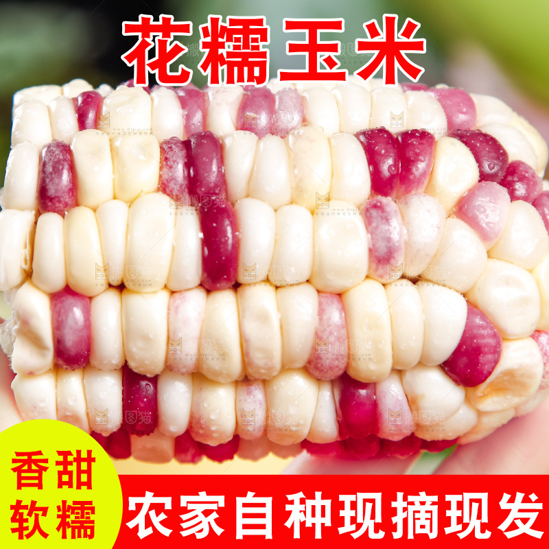 手里拿着剥皮的花糯玉米