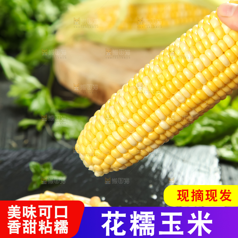 手里拿着糯玉米