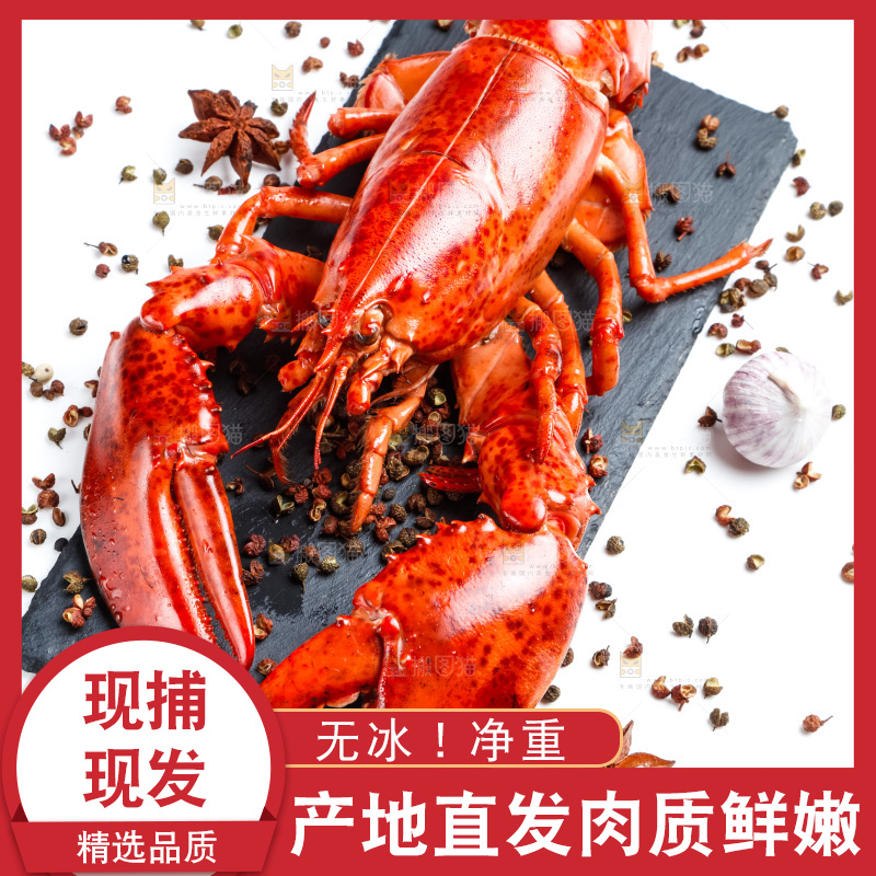 白底上放着澳洲大龙虾