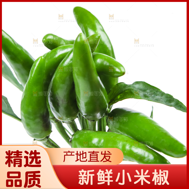 白底上的小米椒