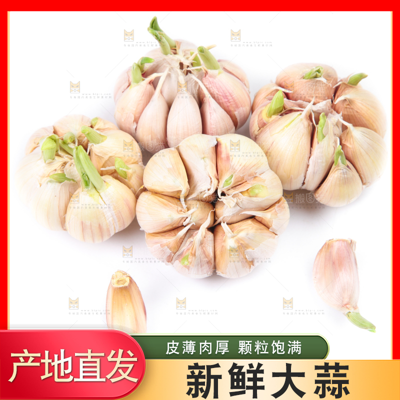 白底上放着紫皮蒜