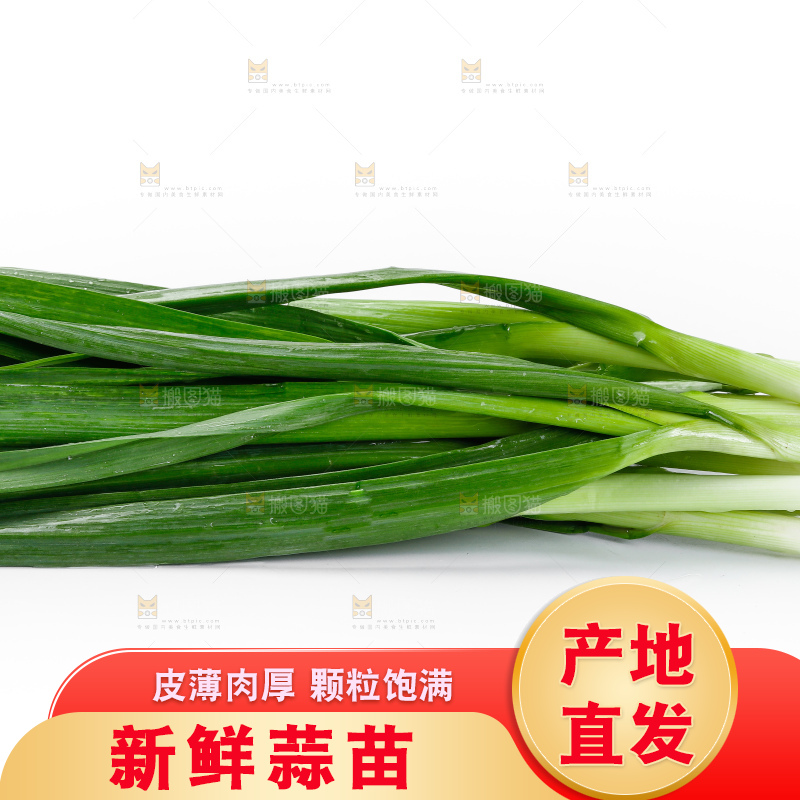 白底上的新鲜蒜苗
