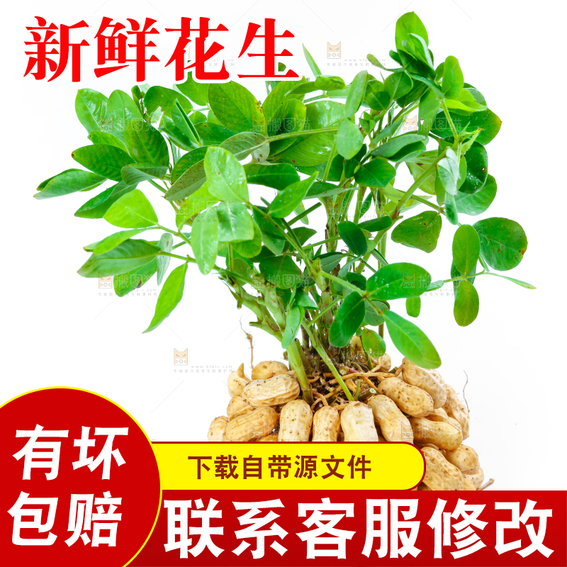 白底上一堆鲜花生
