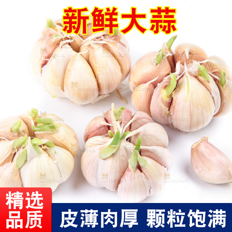 白底上放着紫皮蒜