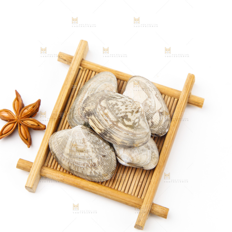 浅底上的花蛤