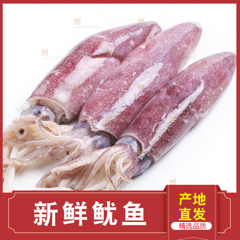 白底上的鱿鱼