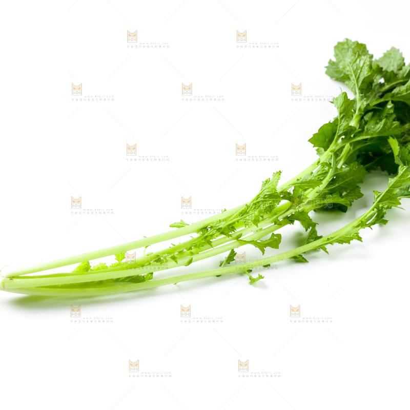 白底上的腊菜