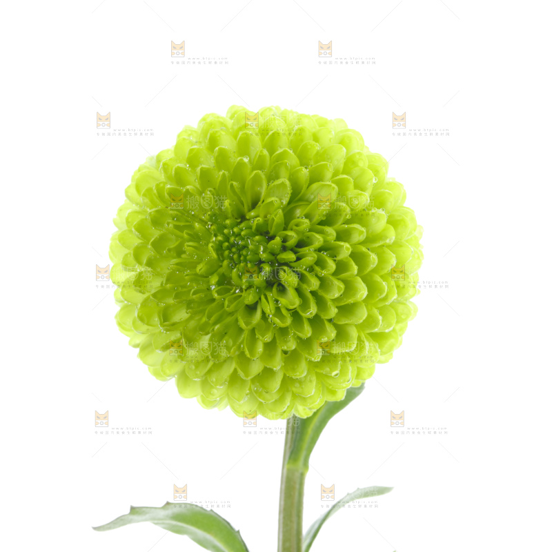 白底上放着绿色绣球菊