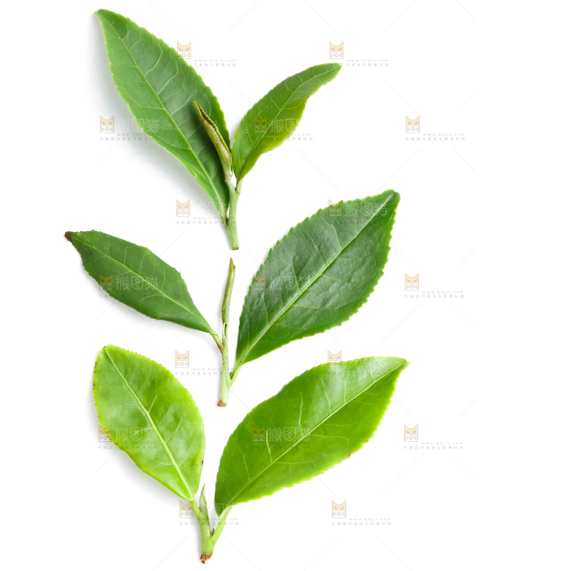 白底上的茶叶