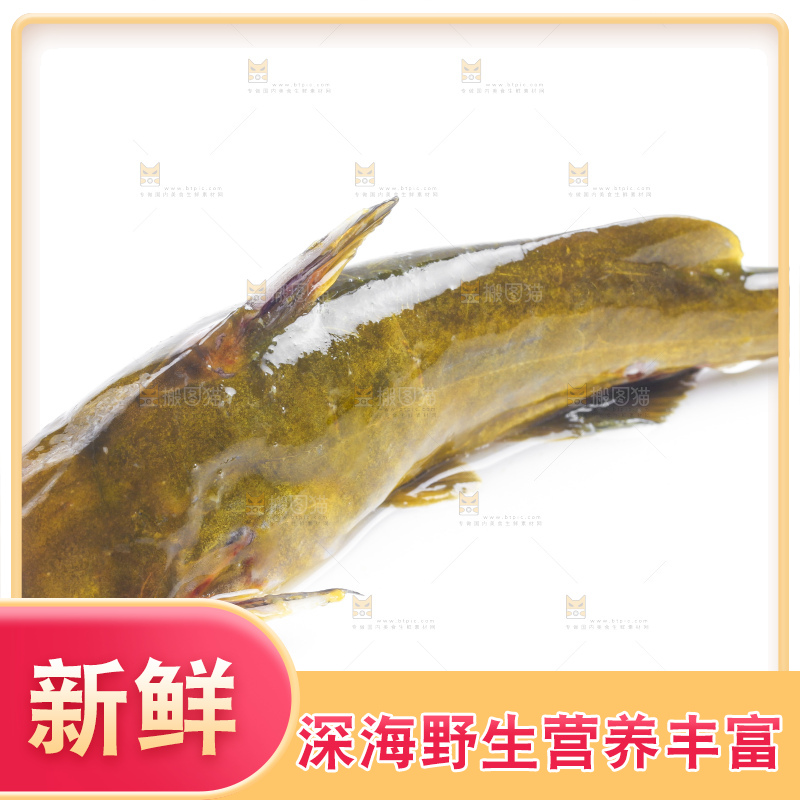 白底上放着黄蜂鱼
