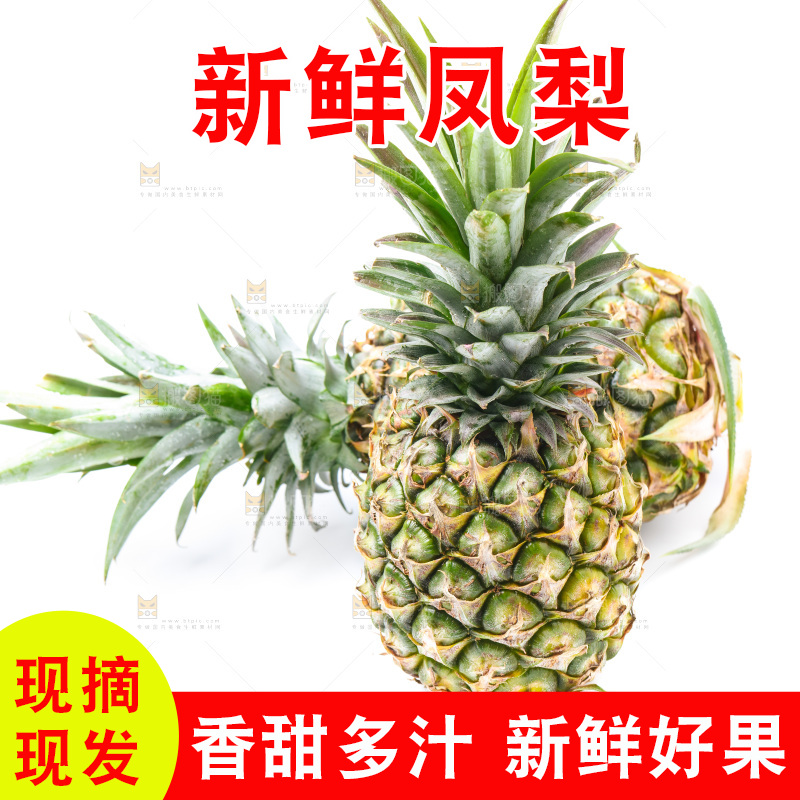 浅底上的海南凤梨
