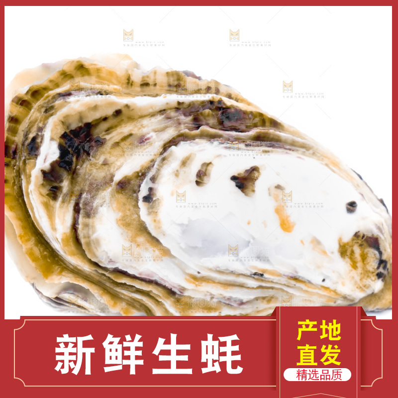 白底上的乳山生蚝