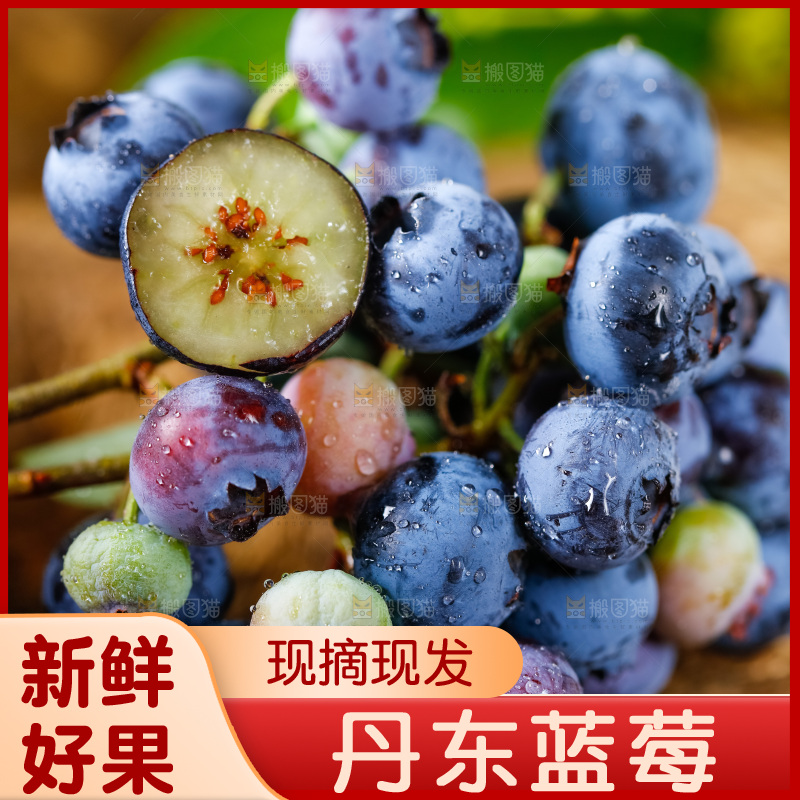 木底上放着山东蓝莓鲜果