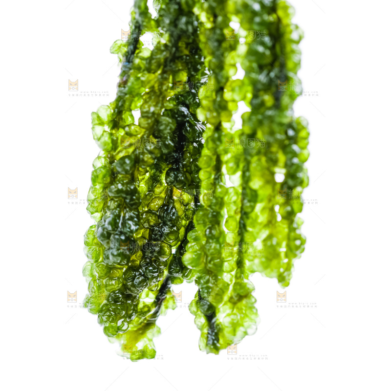 白底上的海葡萄