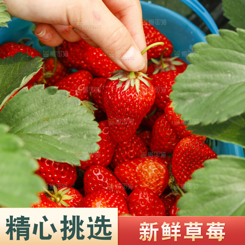 手拿新鲜草莓