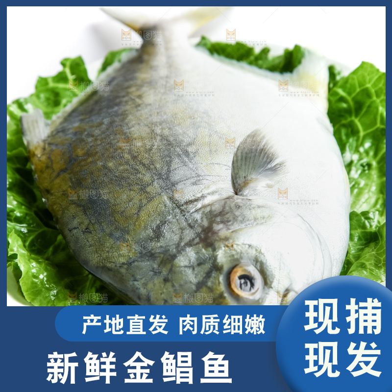 白底上放着一盘金鲳鱼