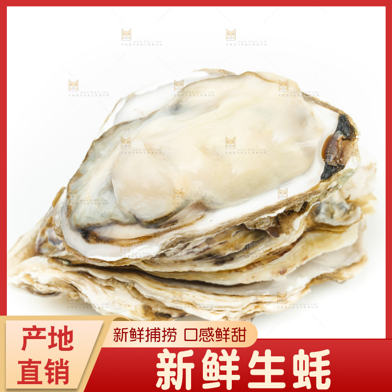 白底上的生蚝