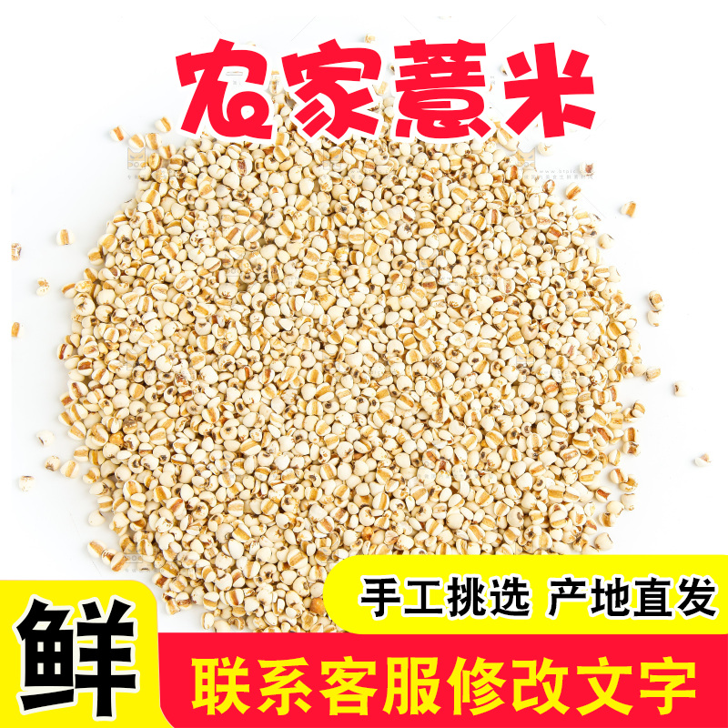 新鲜薏米放在白底上