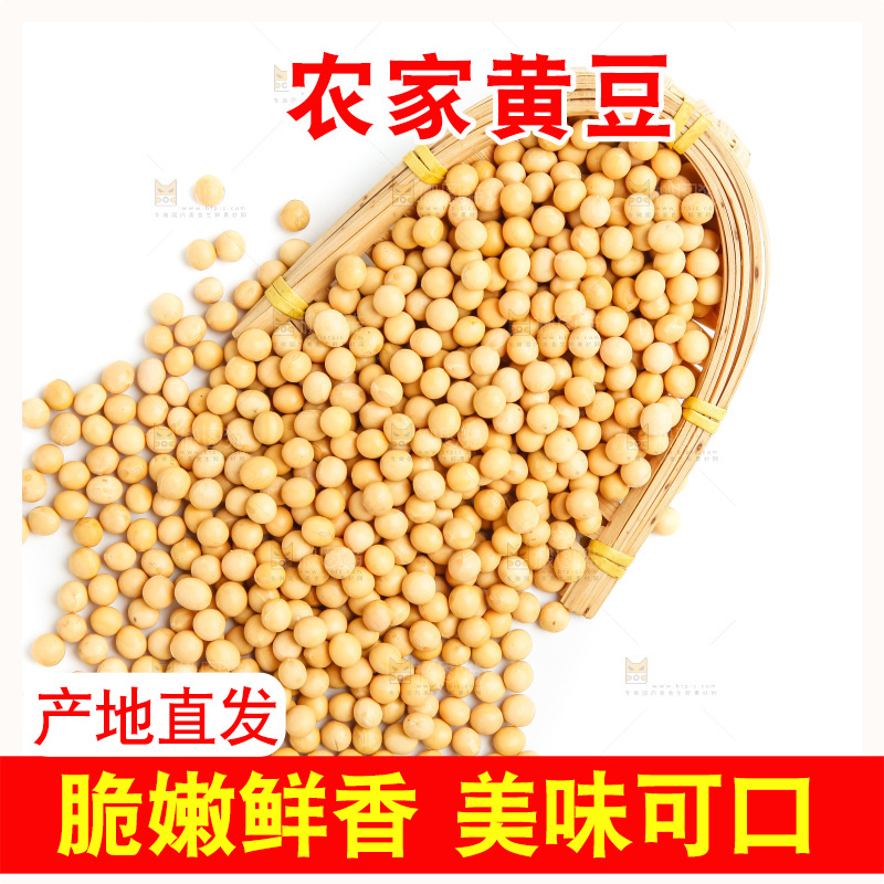 白底上的新鲜黄豆