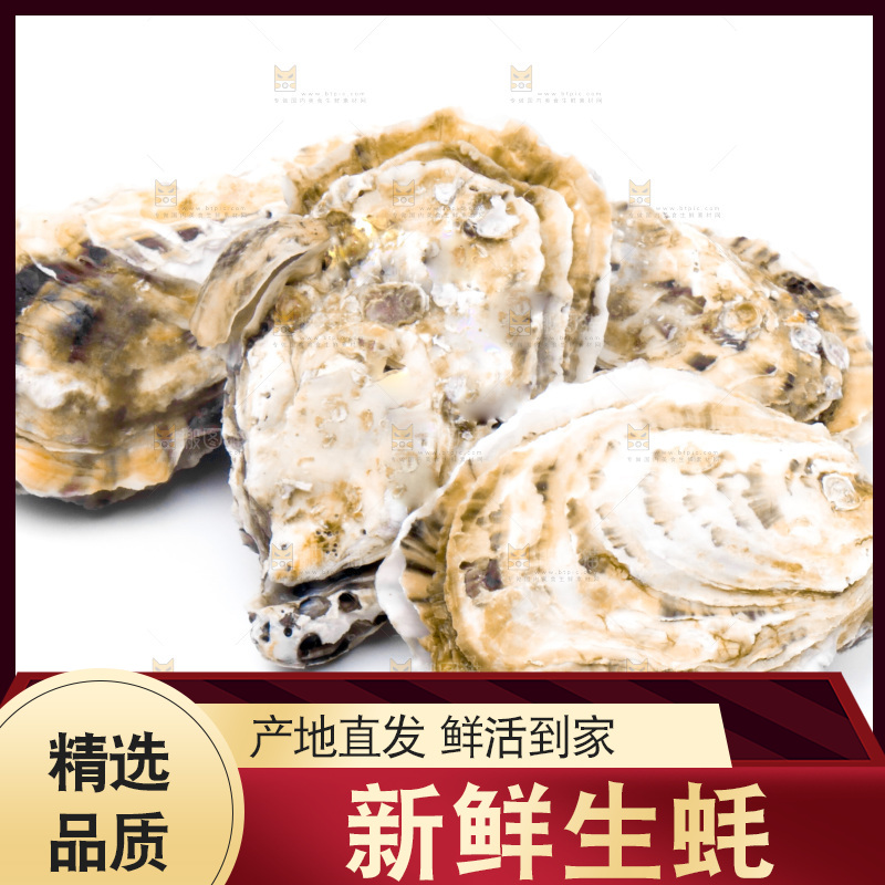 浅底上的海蛎子