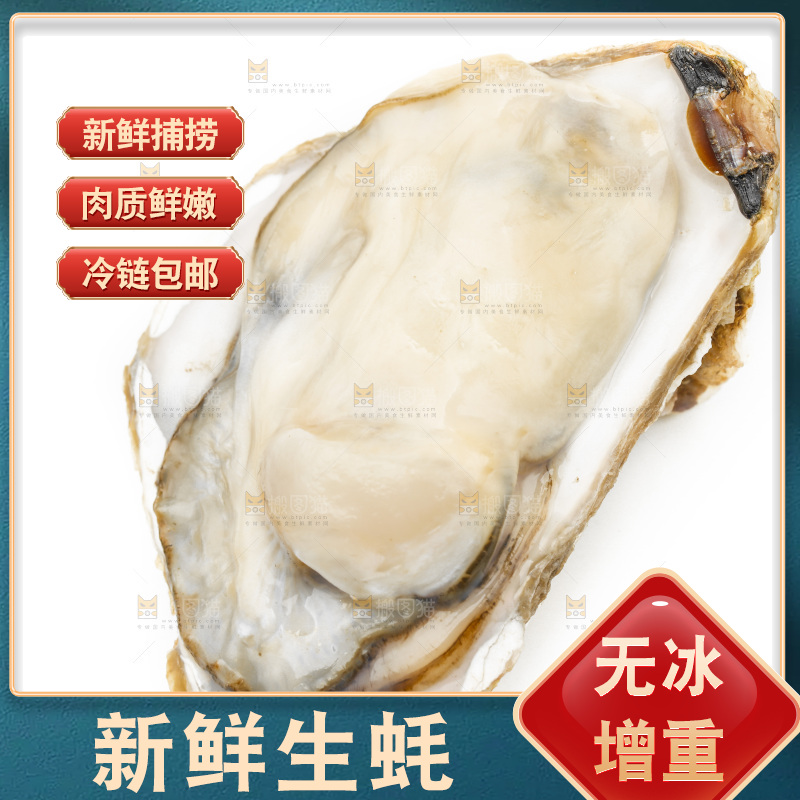 白底上的生蚝