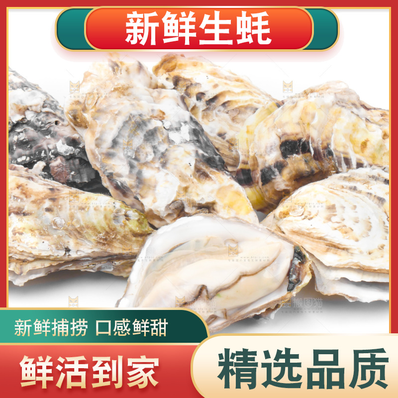 白底上放着海蛎子