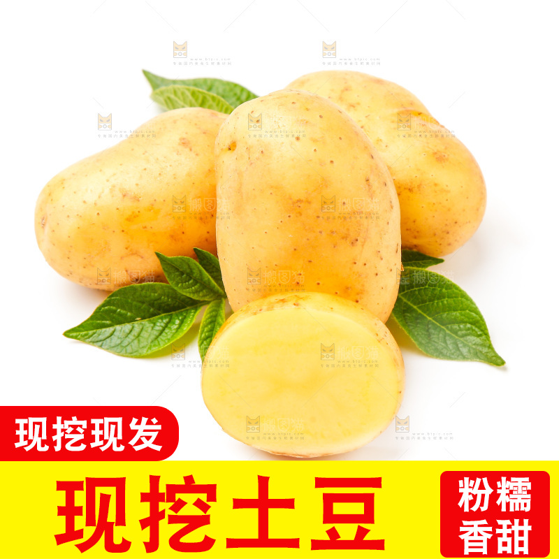 新鲜土豆放在白底上