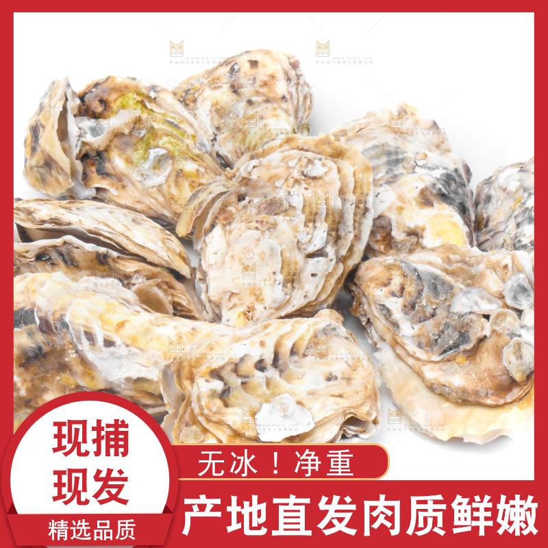 白底上放着海蛎子