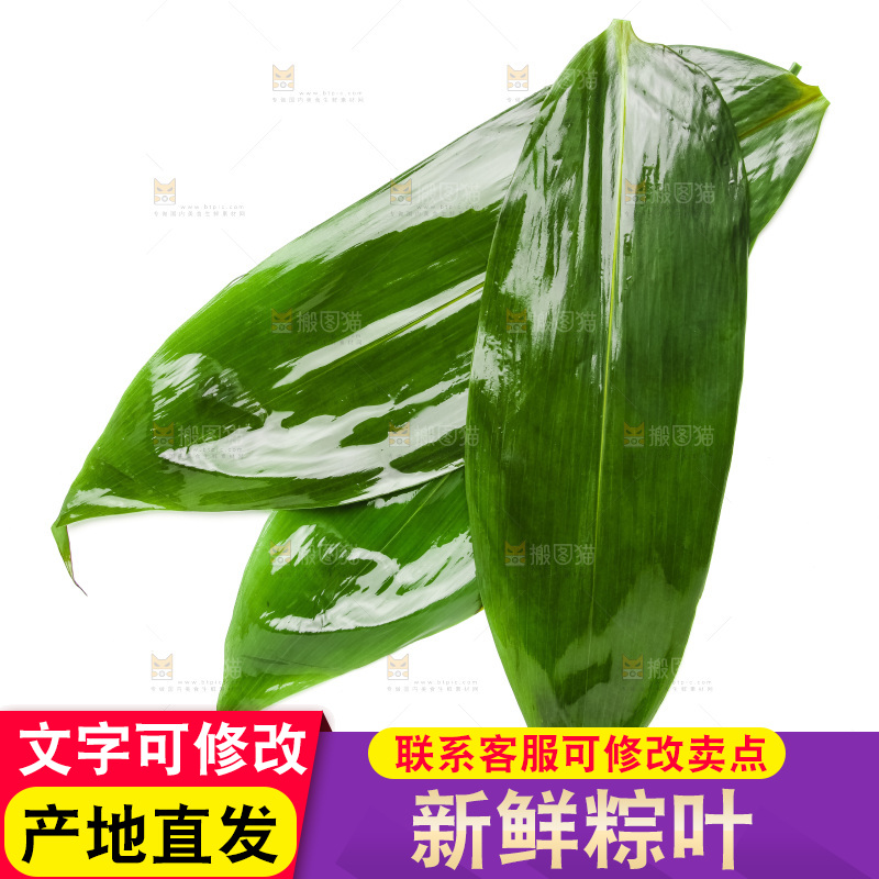 新鲜粽叶放在白底上
