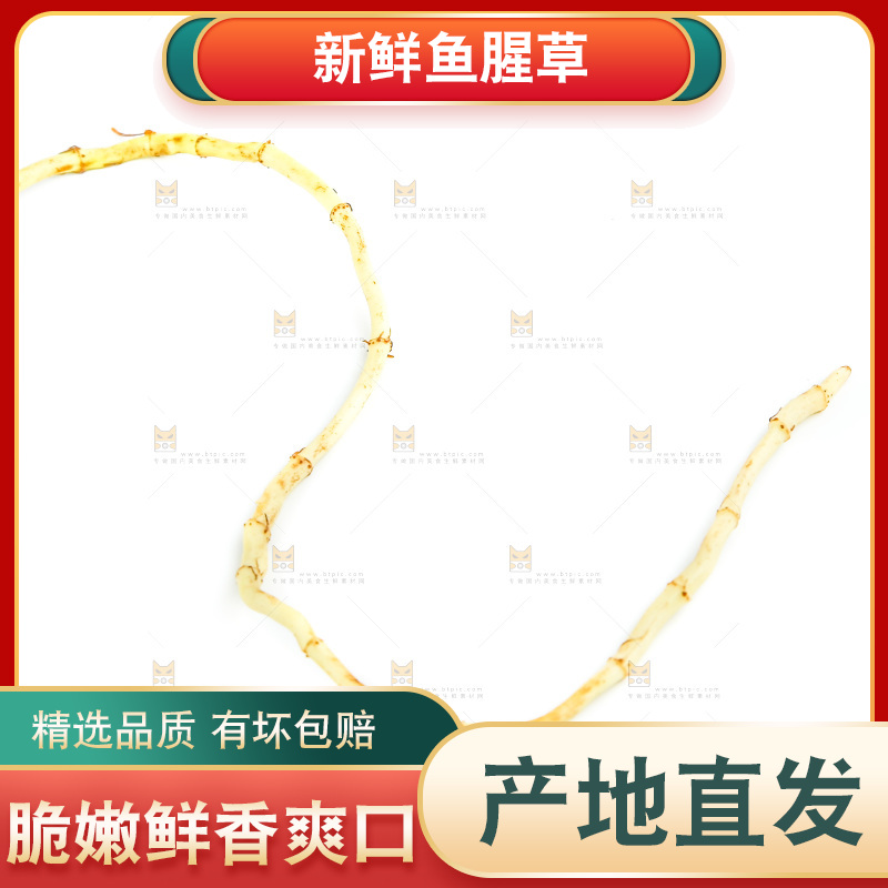 白底上的鱼腥草