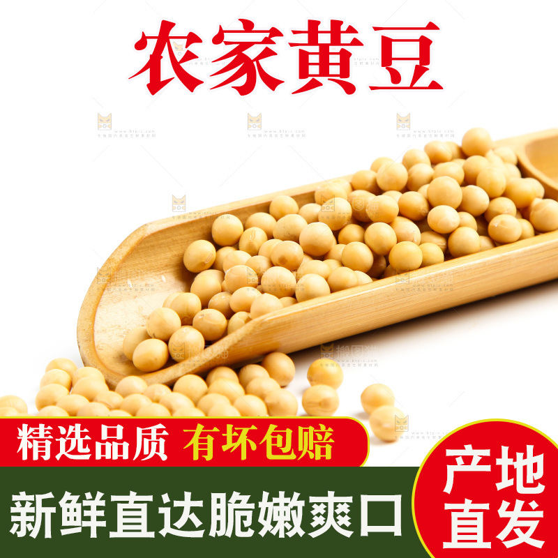 白底上的新鲜黄豆