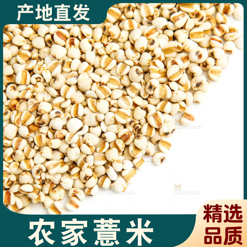 新鲜薏米放在白底上