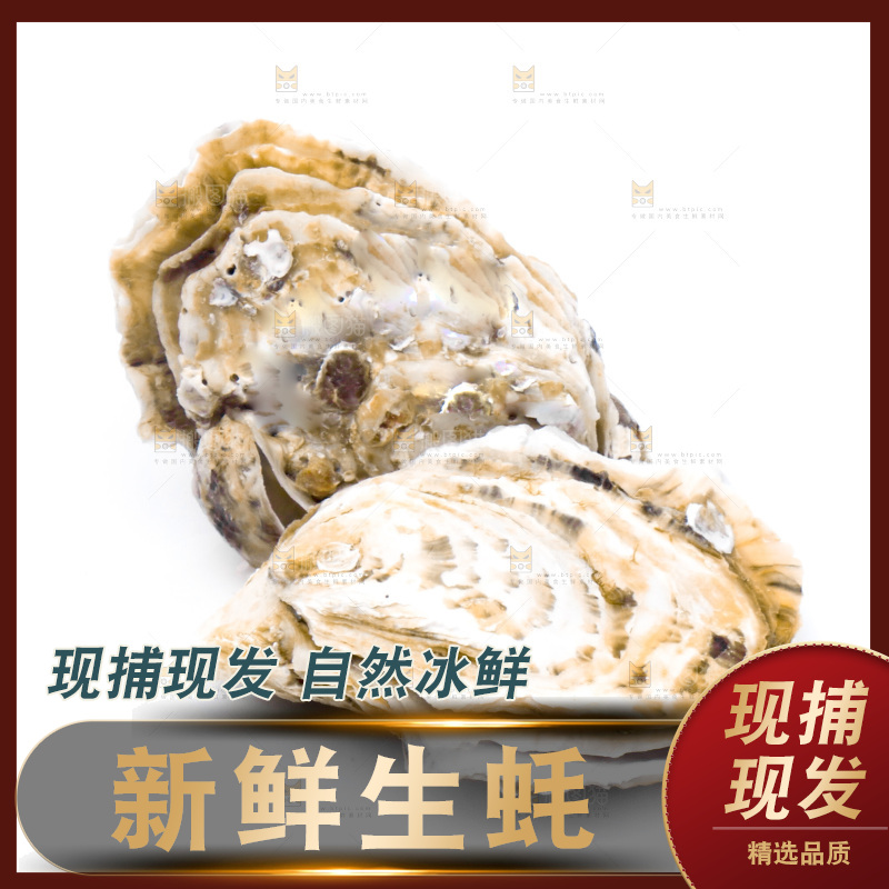 浅底上的海蛎子
