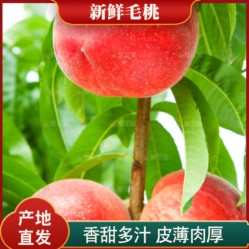 树枝上的毛桃