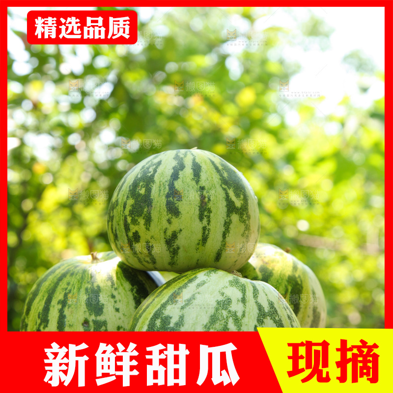 手里捧着花蕾香瓜