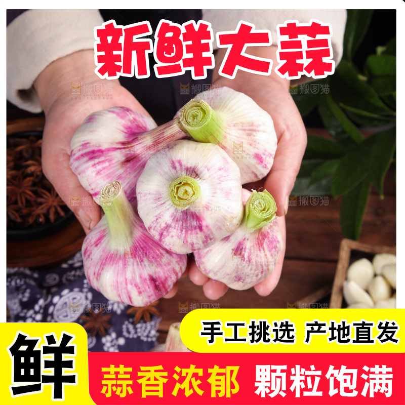 手里捧着紫皮大蒜
