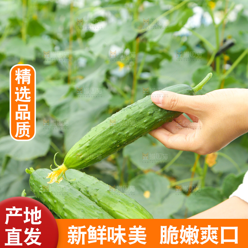 手里捧着旱黄瓜