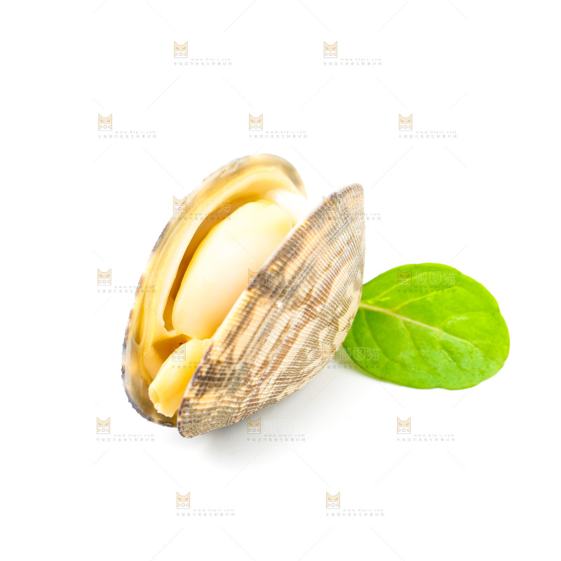 白底上放着蛤蜊