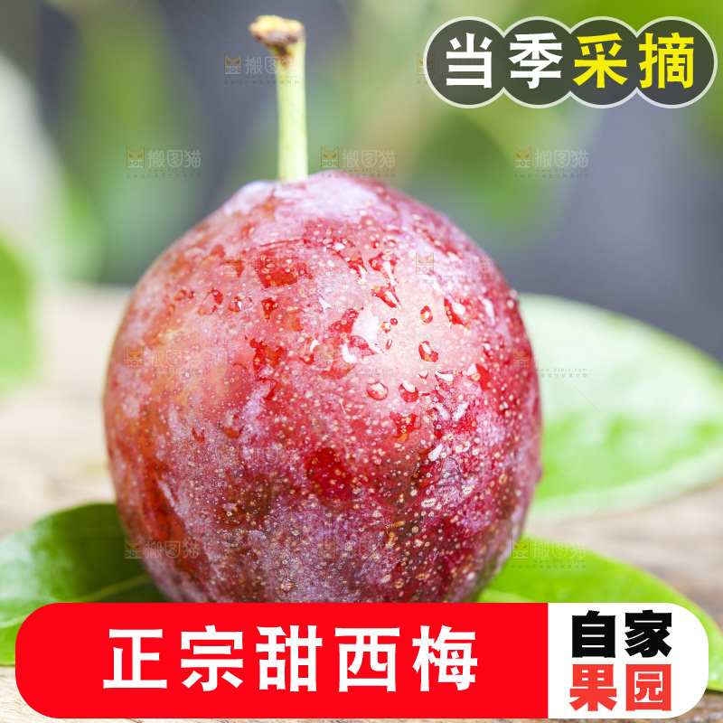 木底上的西梅