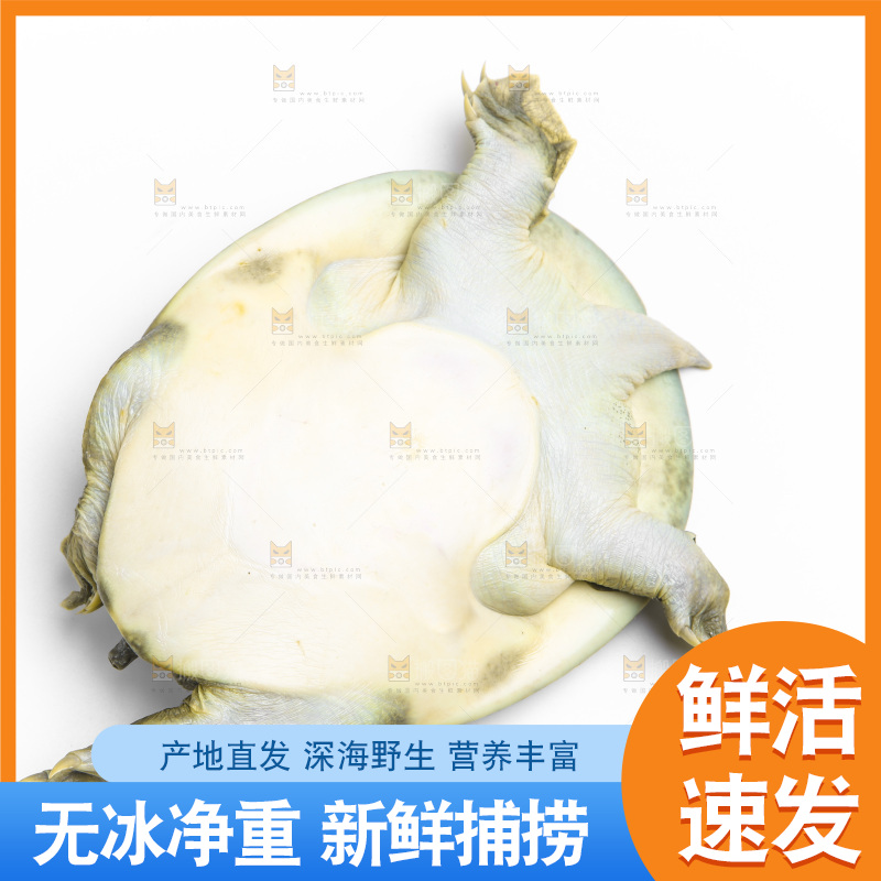 白底上放着甲鱼